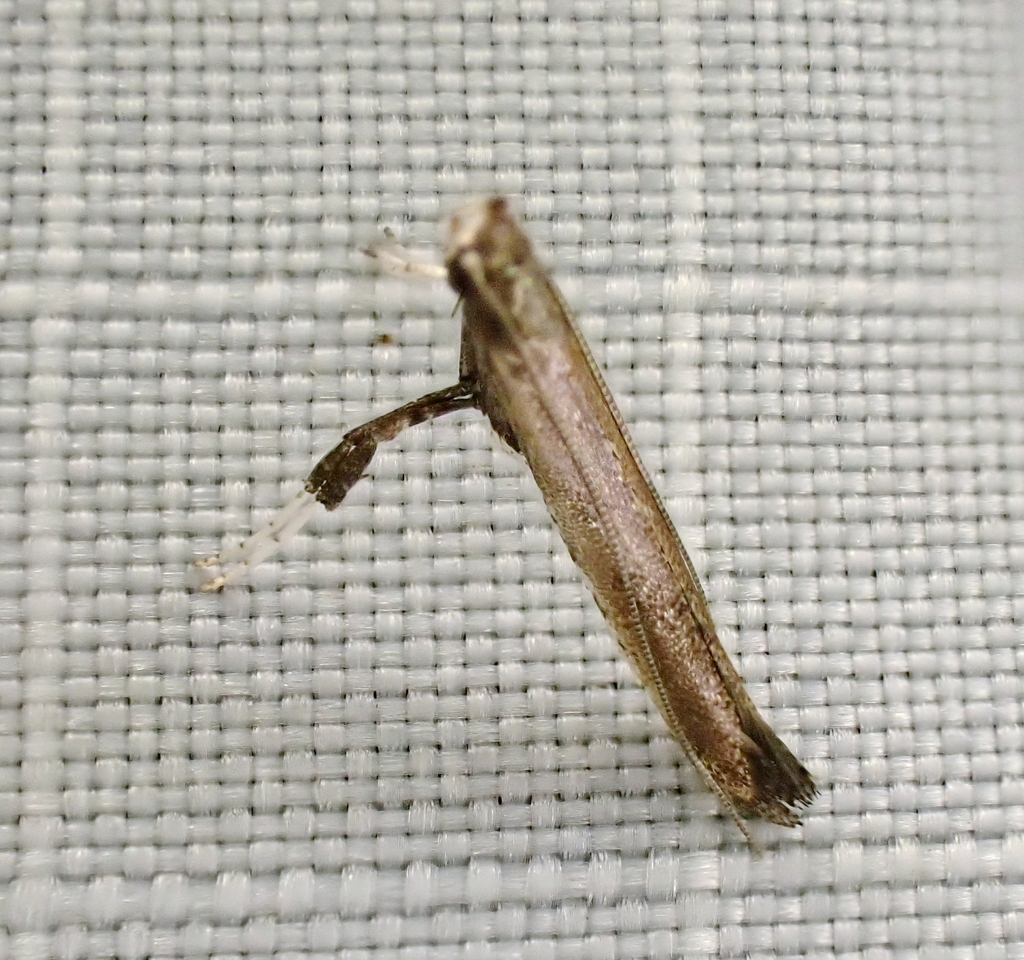 Sumac Leaf Blotch Miner Moth from Chesterfield County, VA, USA on July