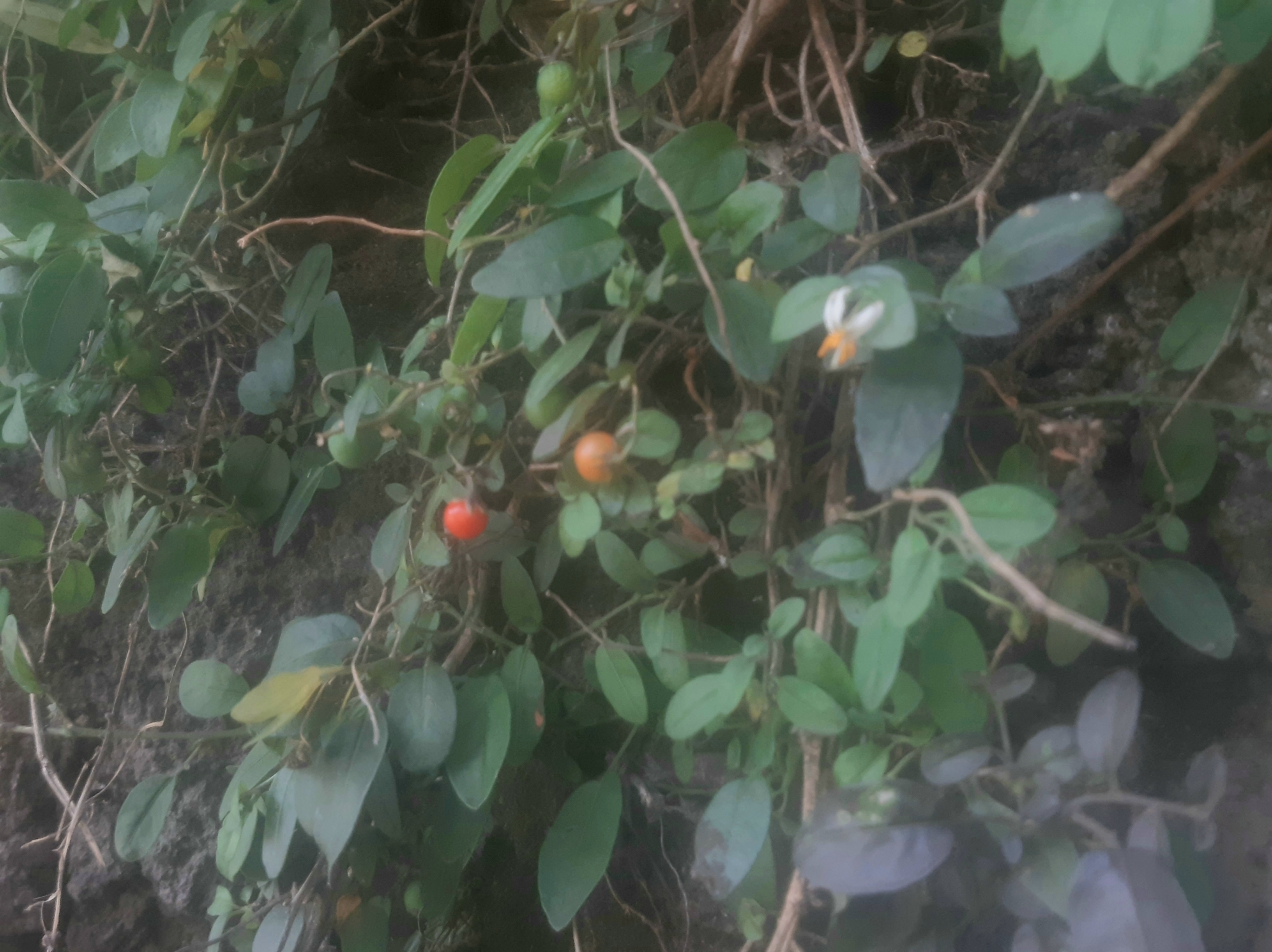 Solanum brevifolium image