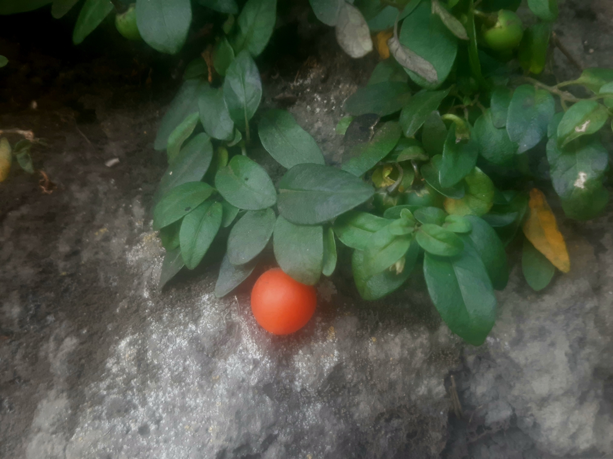 Solanum brevifolium image