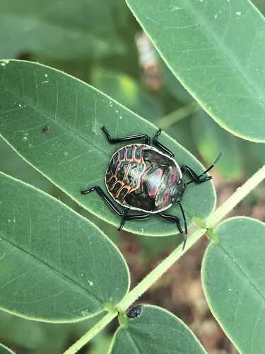 Stink bug photo 3