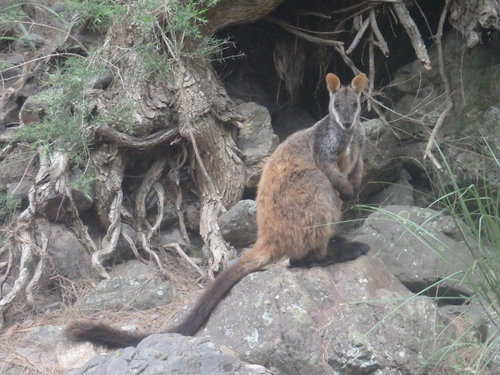 Brush-tailed Rock Wallaby