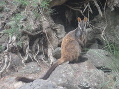 Brush-Tailed Rock-Wallaby photo 2
