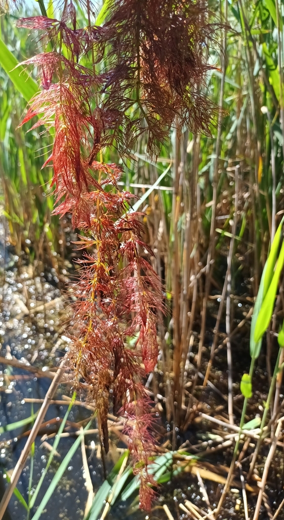 Soft hornwort (Ceratophyllum submersum)