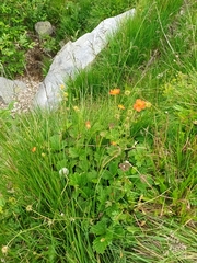 Geum coccineum