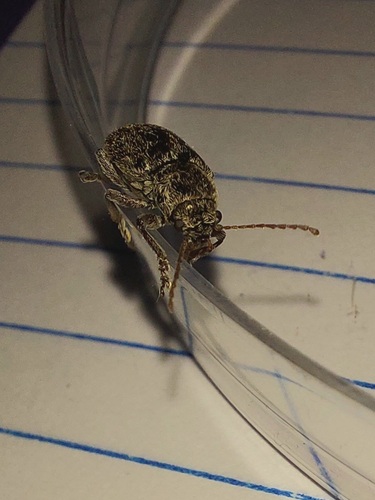 Hairy Leaf Beetle photo 4