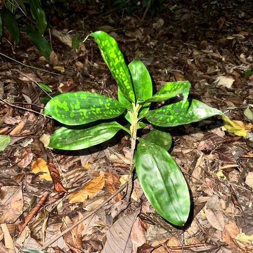 Image of Dracaena cantleyi by (c) scallions, some rights reserved (CC BY)