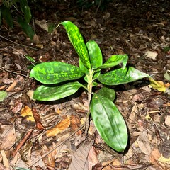 Dracaena cantleyi, photograph (c) scallions, some rights reserved (CC BY)