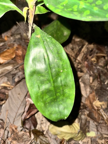 Dracaena cantleyi, photograph 4