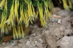 Lisianthius seemannii