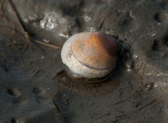 Cyclina sinensis