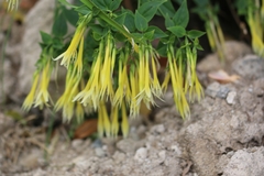 Lisianthius seemannii