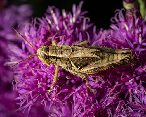 Walsh's Locust