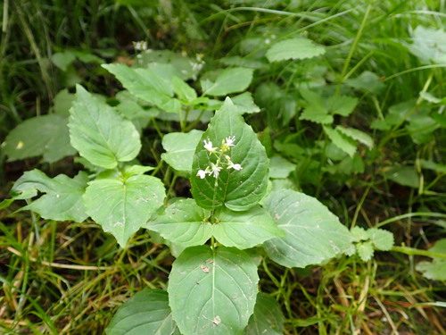 Enchanter's nightshade (Circaea × intermedia)