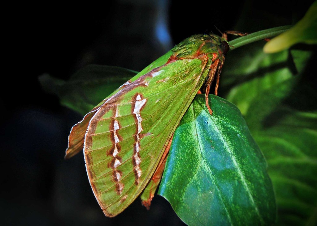 Karri Moth