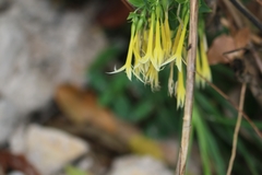 Lisianthius seemannii