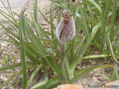 Commelina huillensis