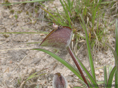 Commelina huillensis