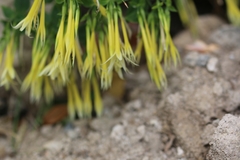 Lisianthius seemannii