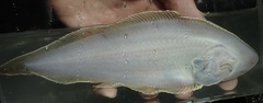 Bloch's Tongue Sole photo 5