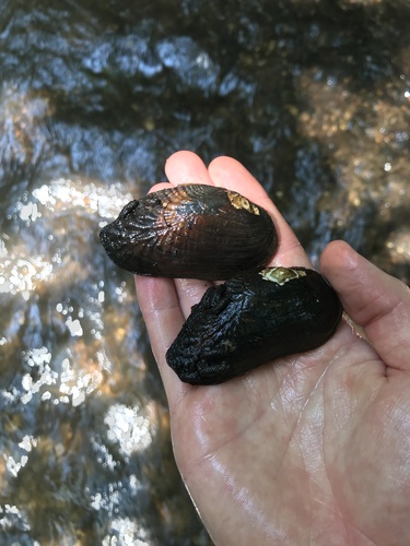 Alabama Pearlshell