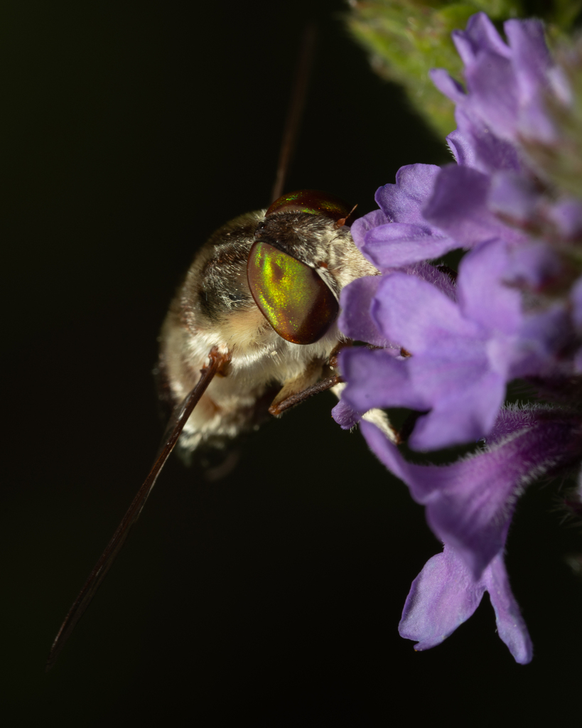 Neorhynchocephalus volaticus