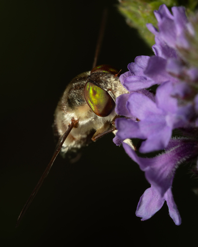 Neorhynchocephalus volaticus