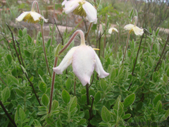Clematis villosa