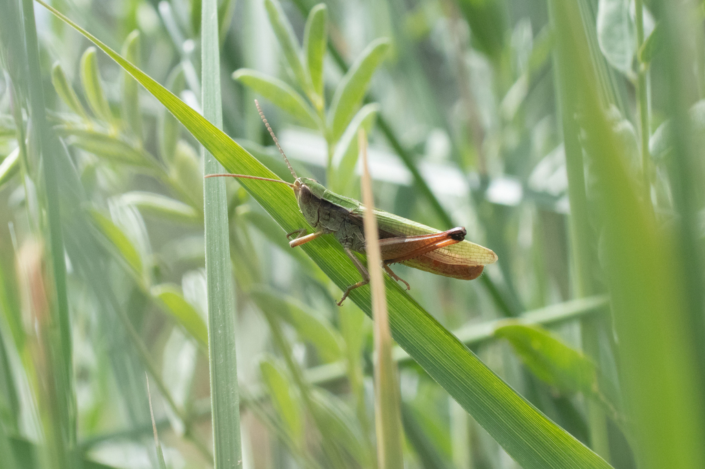 Chorthippus angulatus