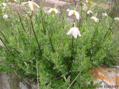 Clematis villosa