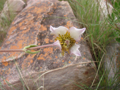 Clematis villosa