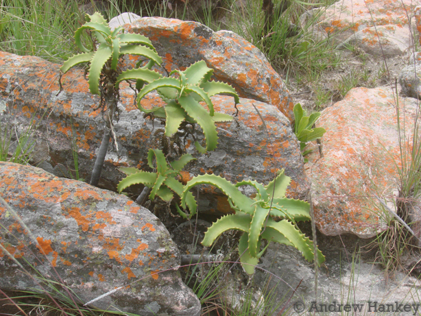 Aloe palmiformis