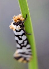 Moerarchis clathrata