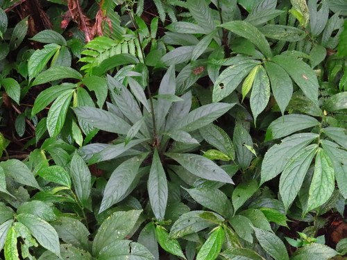 Blumea lanceolaria iNat (1)