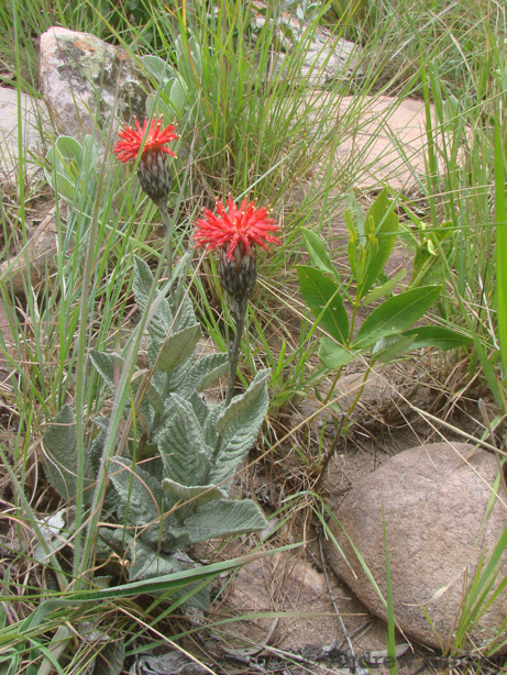 Pleiotaxis huillensis
