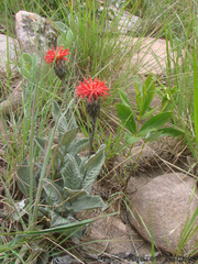 Pleiotaxis huillensis argentea