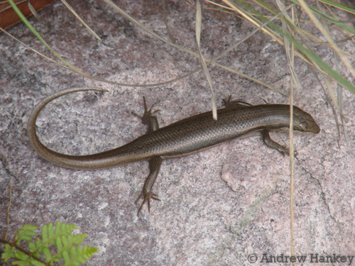 Trachylepis bayonii
