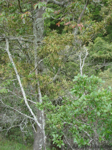 Podocarpus milanjianus, photograph 4