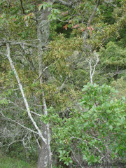 Podocarpus milanjianus
