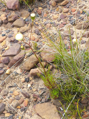 Senecio paniculatus