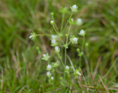 Androsace umbellata