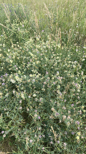 Sand Lucerne
