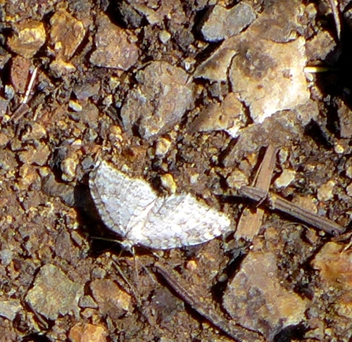 Venusia duodecemlineata photo 4