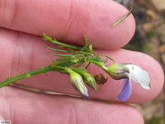Psoralea usitata