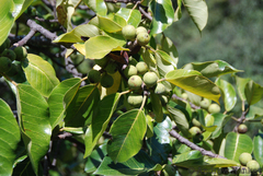 Ficus fischeri