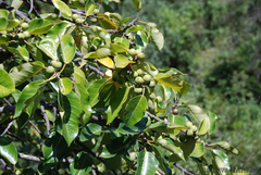 Ficus fischeri
