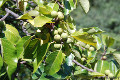 Ficus fischeri