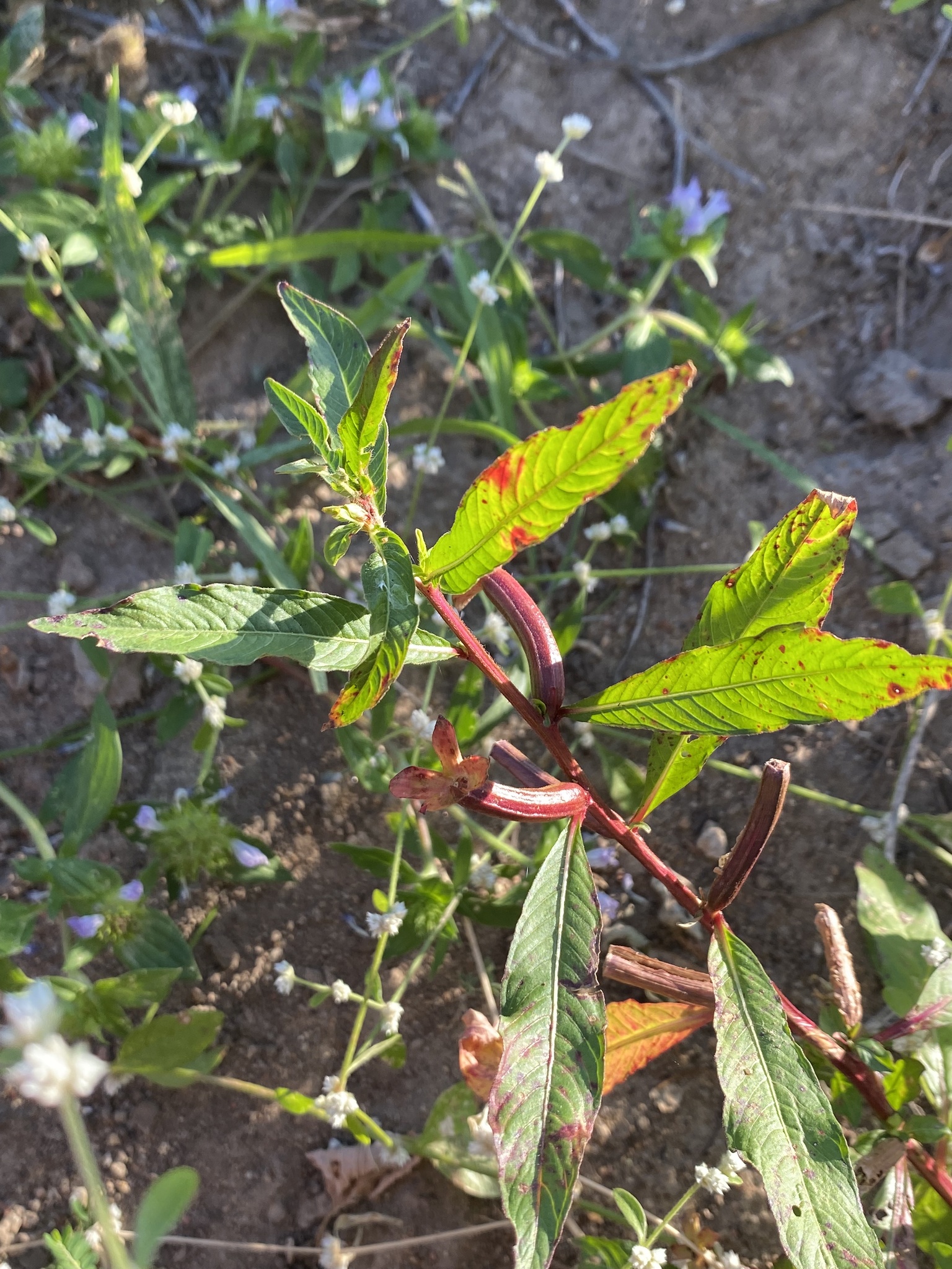Ludwigia octovalvis