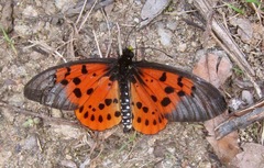 Acraea hova