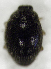 Stethorus bifidus