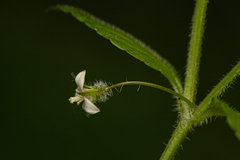 Wahlenbergia madagascariensis image